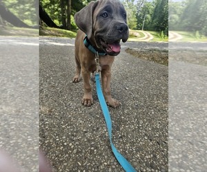 Cane Corso Puppy for sale in SCOTTSBURG, IN, USA