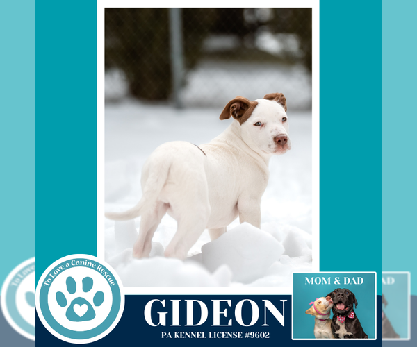 Medium Photo #9 Labrador Retriever-Unknown Mix Puppy For Sale in Kimberton, PA, USA