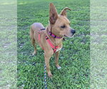 Small #3 Chihuahua-German Pinscher Mix