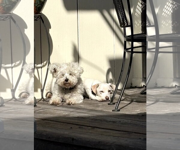 Medium Photo #12 Mutt Puppy For Sale in Escondido, CA, USA