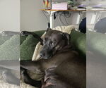 Small #1 American Pit Bull Terrier-Labrador Retriever Mix