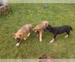 Small Photo #20 Malinois Puppy For Sale in ORCHARDS, WA, USA