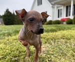 Puppy 2 American Hairless Terrier