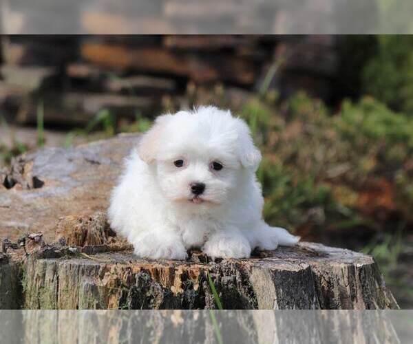 Medium Photo #2 Maltese Puppy For Sale in MOUNT VERNON, OH, USA