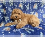 Small #5 Cockapoo (Miniature)