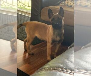 Belgian Malinois Puppy for sale in MODESTO, CA, USA