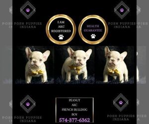 French Bulldog Puppy for sale in WARSAW, IN, USA