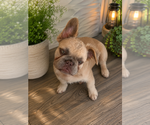 Small #7 French Bulldog