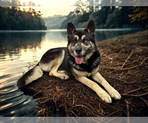 Gerberian Shepsky Dogs for adoption in HESPERIA, CA, USA