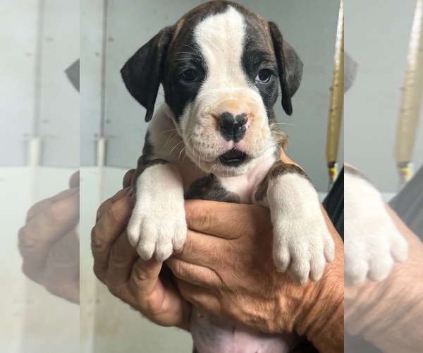 Medium Photo #1 Boxer Puppy For Sale in LAURENS, SC, USA