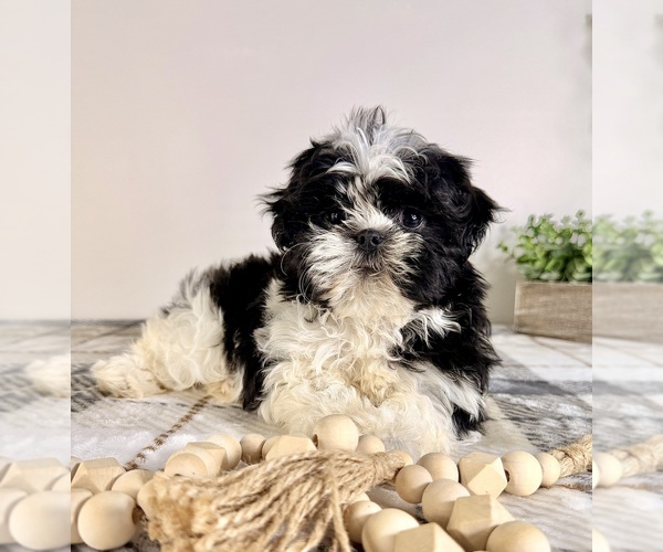 Medium Photo #2 Shih Tzu Puppy For Sale in GREENFIELD, IN, USA
