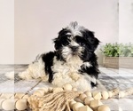 Small #1 Shih Tzu