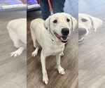 Small #6 Labrador Retriever Mix