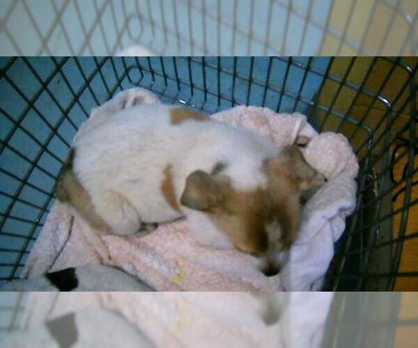 Medium Photo #1 Texas Heeler-Unknown Mix Puppy For Sale in Tulsa, OK, USA