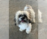 Small Photo #1 Shih Tzu-Shih-Poo Mix Puppy For Sale in SUNMAN, IN, USA