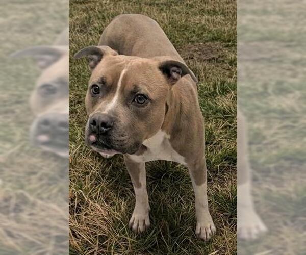 Medium Photo #1 Mutt Puppy For Sale in Akron, OH, USA