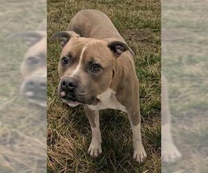 Mutt Dogs for adoption in Akron, OH, USA