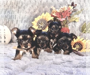 Yorkshire Terrier Puppy for Sale in OLATHE, Kansas USA