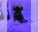 Small Photo #4 Shorkie Tzu Puppy For Sale in GALVA, IL, USA