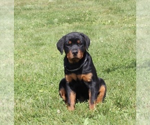 Medium Rottweiler