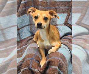 Chihuahua Dogs for adoption in Lake City, MI, USA