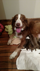 Mother of the Australian Shepherd puppies born on 11/17/2017