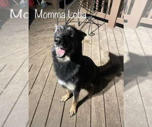 Mother of the German Shepherd Dog puppies born on 06/24/2022