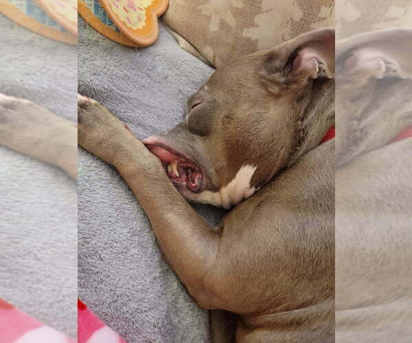Medium Photo #16 American Pit Bull Terrier-Unknown Mix Puppy For Sale in Caldwell, NJ, USA