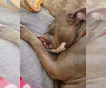 Small #15 American Pit Bull Terrier Mix