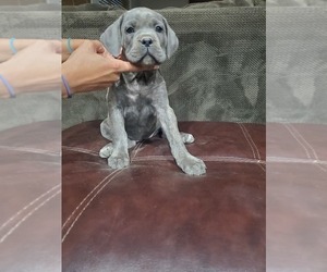 Cane Corso Puppy for sale in AVONDALE, AZ, USA