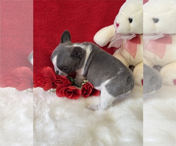 Medium Photo #10 French Bulldog Puppy For Sale in MIAMI, FL, USA