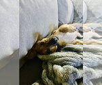 Small #4 Dachshund Mix