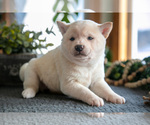 Small #1 Shiba Inu