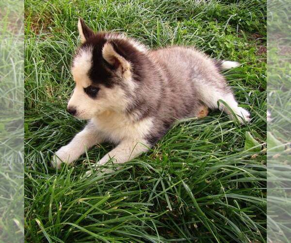 Medium Photo #2 Siberian Husky Puppy For Sale in NEW HAVEN, IN, USA