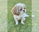 Small #2 Shih Tzu