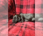 Small Photo #7 Labradoodle Puppy For Sale in MIFFLINBURG, PA, USA