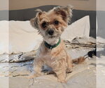 Small #2 Mutt