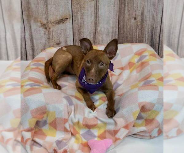 Medium Photo #4 Mutt Puppy For Sale in Kennesaw, GA, USA