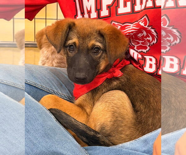 Medium Photo #1 Texas Heeler-Unknown Mix Puppy For Sale in El Centro, CA, USA
