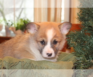 Pembroke Welsh Corgi Puppy for sale in MALTA, OH, USA