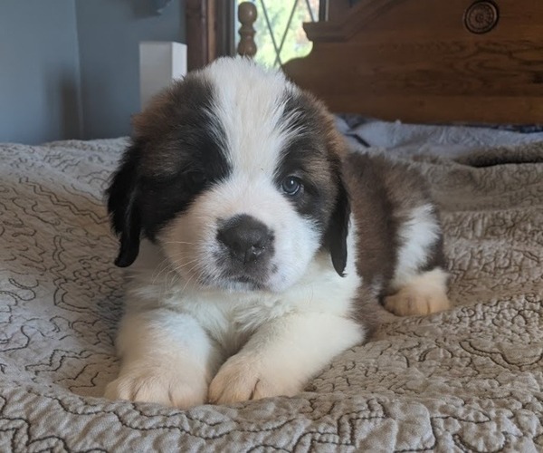 Medium Photo #2 Saint Bernard Puppy For Sale in ENDICOTT, NY, USA