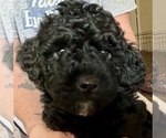 Puppy Puppy 2 Poodle (Toy)