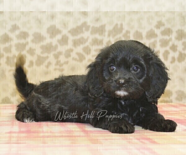 Medium Photo #2 Cavapoo Puppy For Sale in DENVER, PA, USA