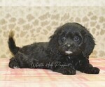 Small #1 Cavapoo