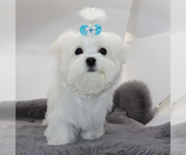 Medium Photo #3 Maltese Puppy For Sale in LOS ANGELES, CA, USA
