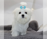 Small #2 Maltese