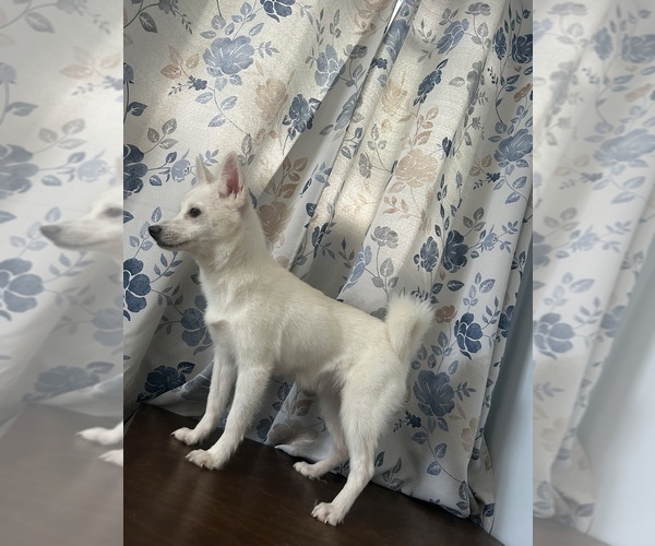 Medium Photo #19 Alaskan Klee Kai Puppy For Sale in DURHAM, CT, USA