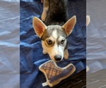Small #19 Siberian Husky Mix