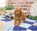 Small Photo #11 Cavapoo (Miniature) Puppy For Sale in SYRACUSE, IN, USA