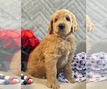 Small #14 Goldendoodle